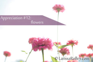 Appreciation #12: flowers 
