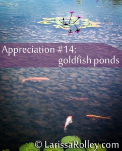 Appreciation #14: goldfish ponds 