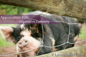 Appreciation #26: inquisitive curiosity 