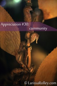 Appreciation #30: community
