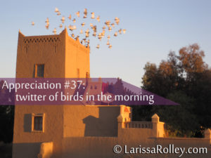 Appreciation #37: twitter of birds in the morning 
