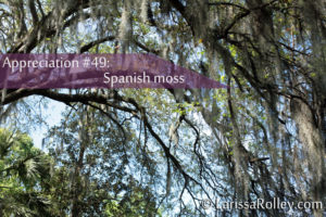 Appreciation #49: spanish moss