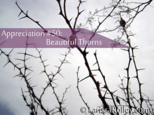 Appreciation #50: beautiful thorns