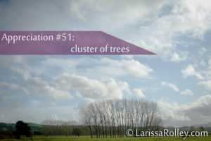 Appreciation #51: cluster of trees 