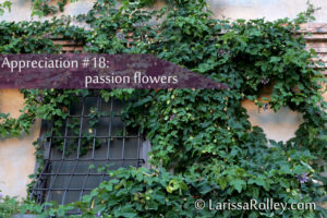 Appreciation #18: passion flowers