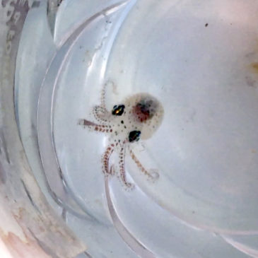 tiny octopus