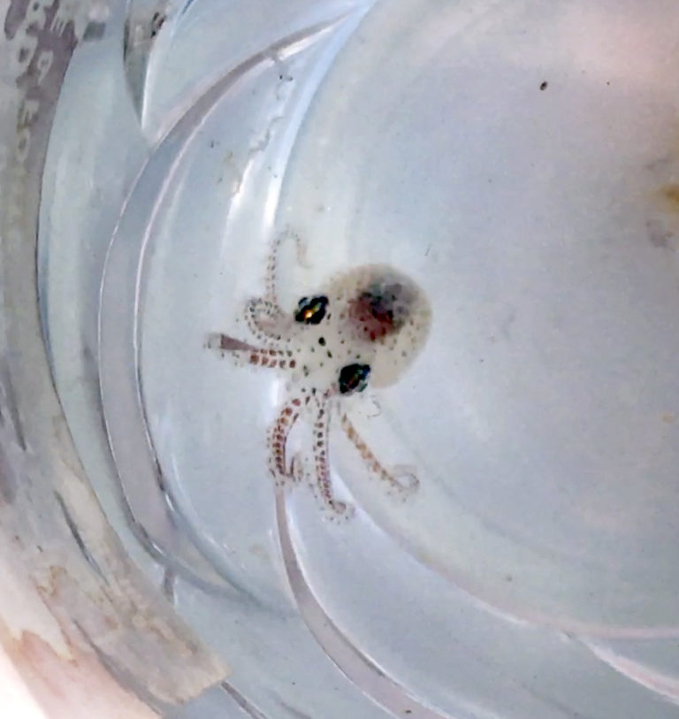 Baby Octopus 🐙