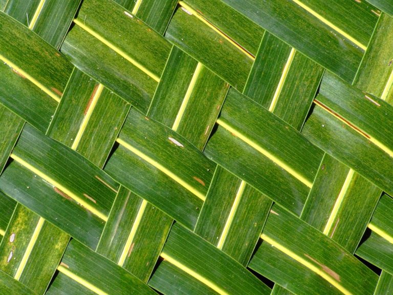 Weaving Palm Leaves – Fakarava, French Polynesia