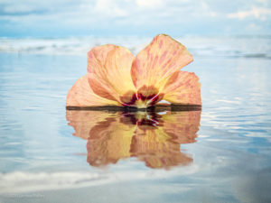 Hibiscus in Tahiti